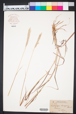 Bothriochloa laguroides subsp. torreyana image