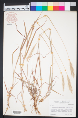 Bothriochloa saccharoides image