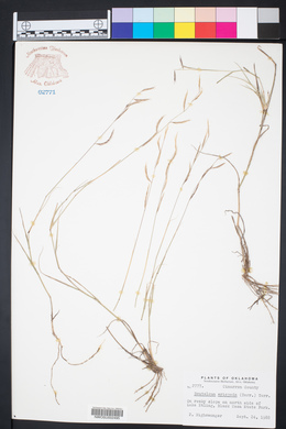Bouteloua eriopoda image