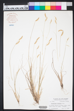 Bouteloua hirsuta image
