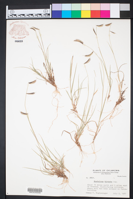 Bouteloua hirsuta image