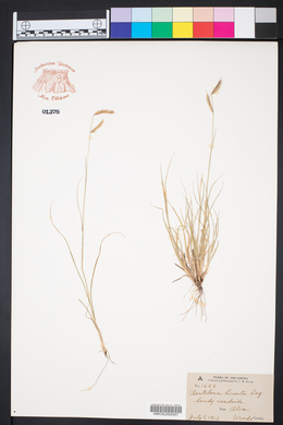 Bouteloua hirsuta image