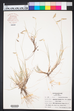 Bouteloua hirsuta image