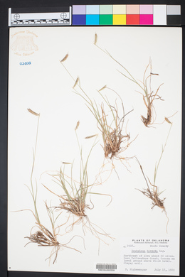 Bouteloua hirsuta image