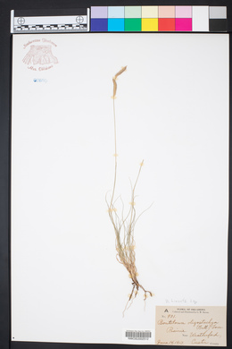 Bouteloua hirsuta image