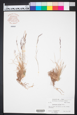 Bouteloua trifida image