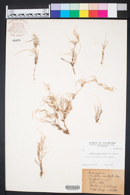 Bouteloua dactyloides image