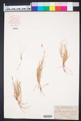 Bouteloua dactyloides image