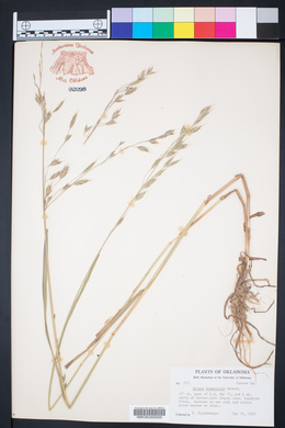 Bromus commutatus image