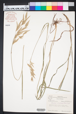 Bromus lanatipes image