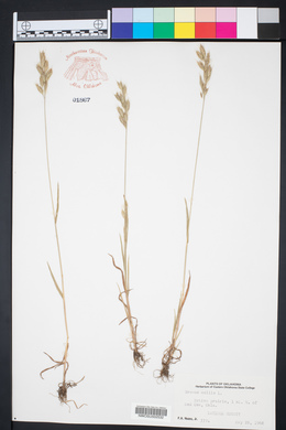 Bromus hordeaceus image