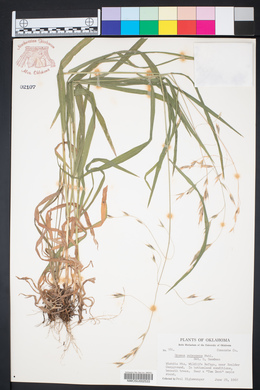Bromus pubescens image