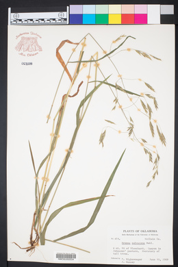 Bromus pubescens image