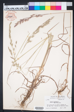 Bromus secalinus image
