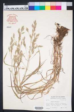 Bromus secalinus image