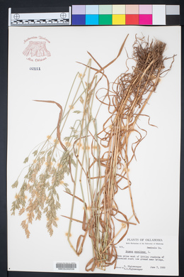 Bromus secalinus image