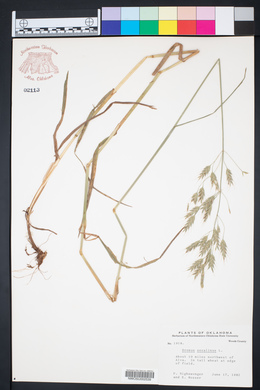 Bromus secalinus image