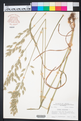 Bromus secalinus image