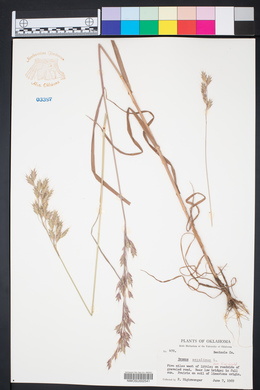 Bromus secalinus image