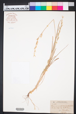 Bromus catharticus image
