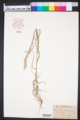 Bromus catharticus image