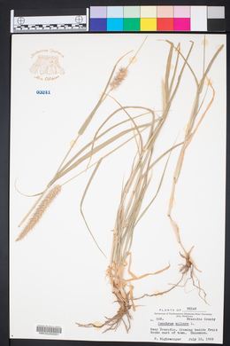 Pennisetum ciliare image