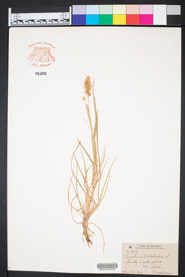 Cenchrus tribuloides image
