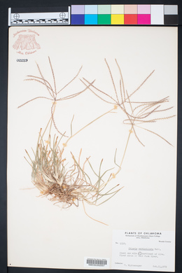 Chloris verticillata image