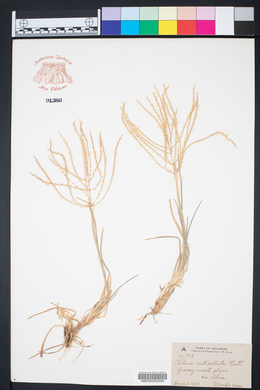 Chloris verticillata image