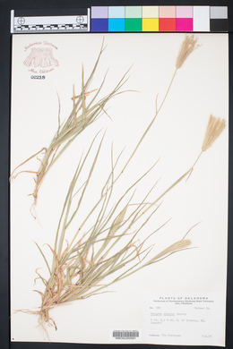 Chloris virgata image