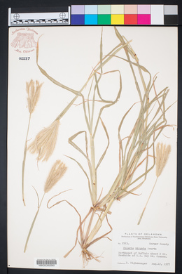 Chloris virgata image