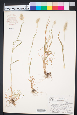 Cynosurus echinatus image