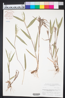 Dichanthelium scribnerianum image