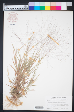 Digitaria cognata image