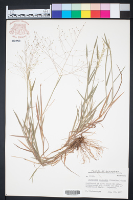 Digitaria cognata image