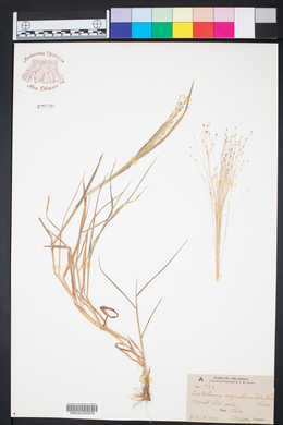 Digitaria cognata image