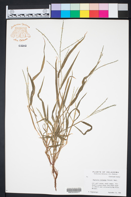 Digitaria ischaemum image