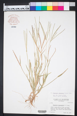 Digitaria ciliaris image