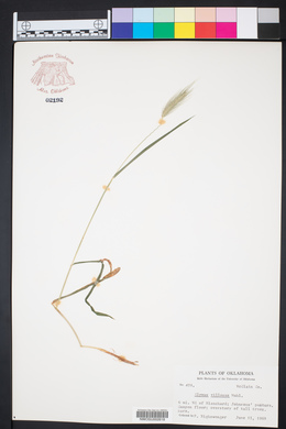 Elymus villosus image