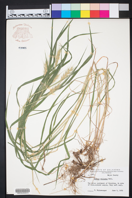 Elymus villosus image