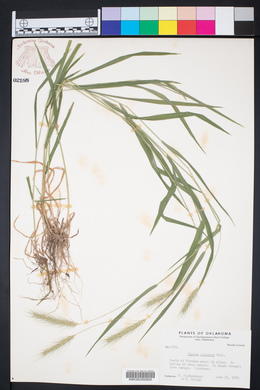 Elymus villosus image