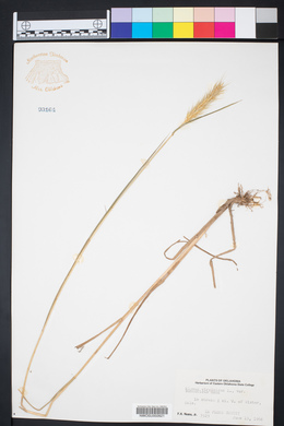 Elymus curvatus image