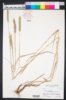 Elymus virginicus var. jejunus image
