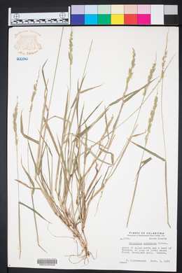 Eriochloa contracta image