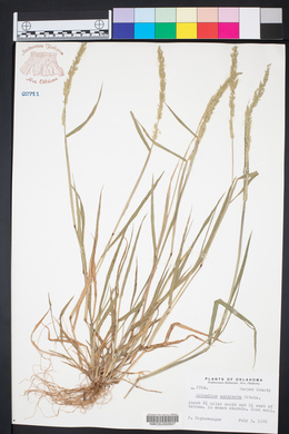 Eriochloa contracta image