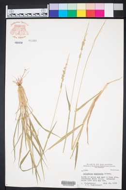 Eriochloa contracta image