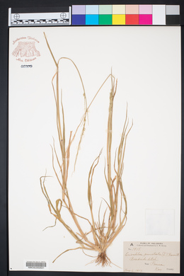 Eriochloa punctata image