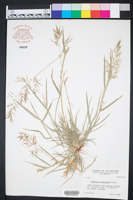 Eragrostis barrelieri image