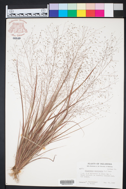 Eragrostis capillaris image