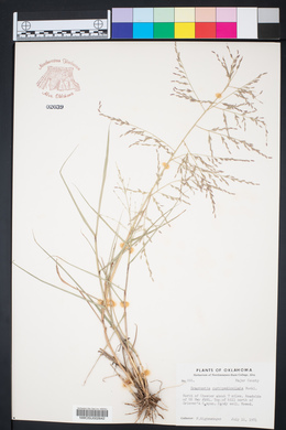 Eragrostis curtipedicellata image